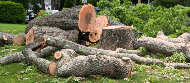 Best Tree Maintenance Programs  in Ellisville, MS