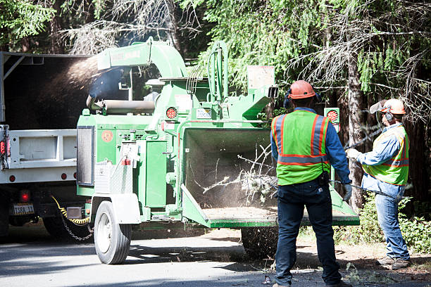 Best Tree Trimming and Pruning  in Ellisville, MS