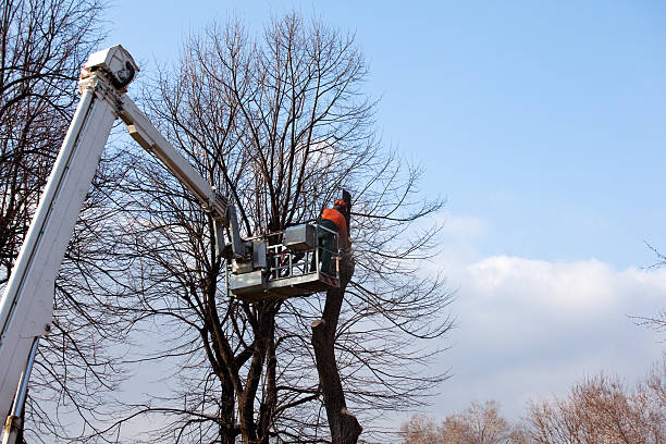 Tree and Shrub Care in Ellisville, MS